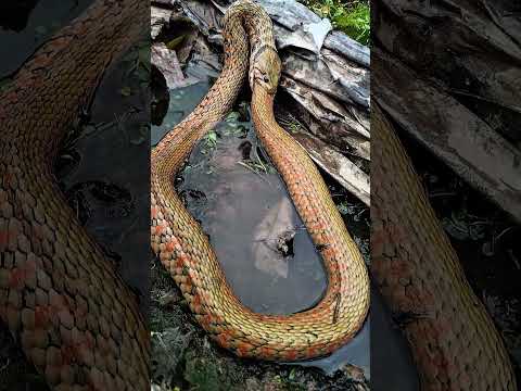 뱀은 왜 자기 꼬리를 삼킬까요? #포식성 뱀 #뱀의 행동 # #animals #snake #old