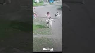 Kaçan kurbanlık tosun şeker toplayan çocukları kovaladı #Ağrı