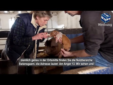 Wildunfall & Schweine in Not: Leinebergland in Schlagzeilen (343) | Leinebergland TV