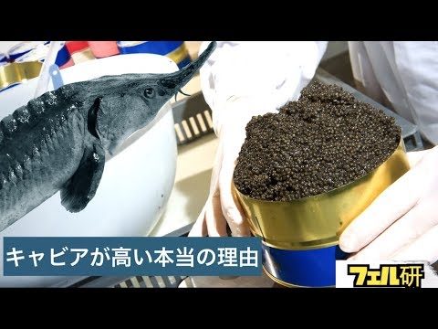 カピッツィについて詳しく解説