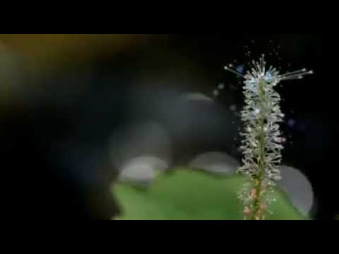 Eugen Stan - Balada veștilor din ploi!