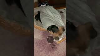 Beagle Puppies Videos