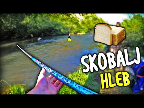 Pecanje Skobalja Na Plovak Reka Vapa (Tica Bolognese) - Pecanje na hleb