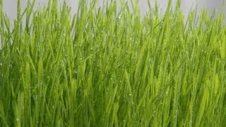Eschenfelder Wheatgrass Bowl Wheatgrass Sprouter