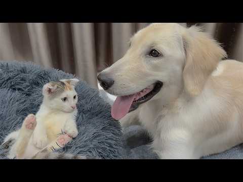 YouTube 썸네일