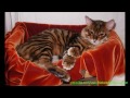 Toyger - El Gato Toyger - Razas de gatos
