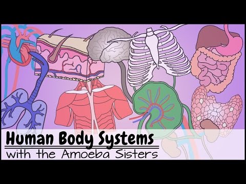 Human Body Systems Functions Overview: The 11 Champions (Older Video 2016)