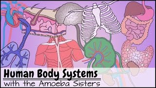 Human Body Systems Functions Overview