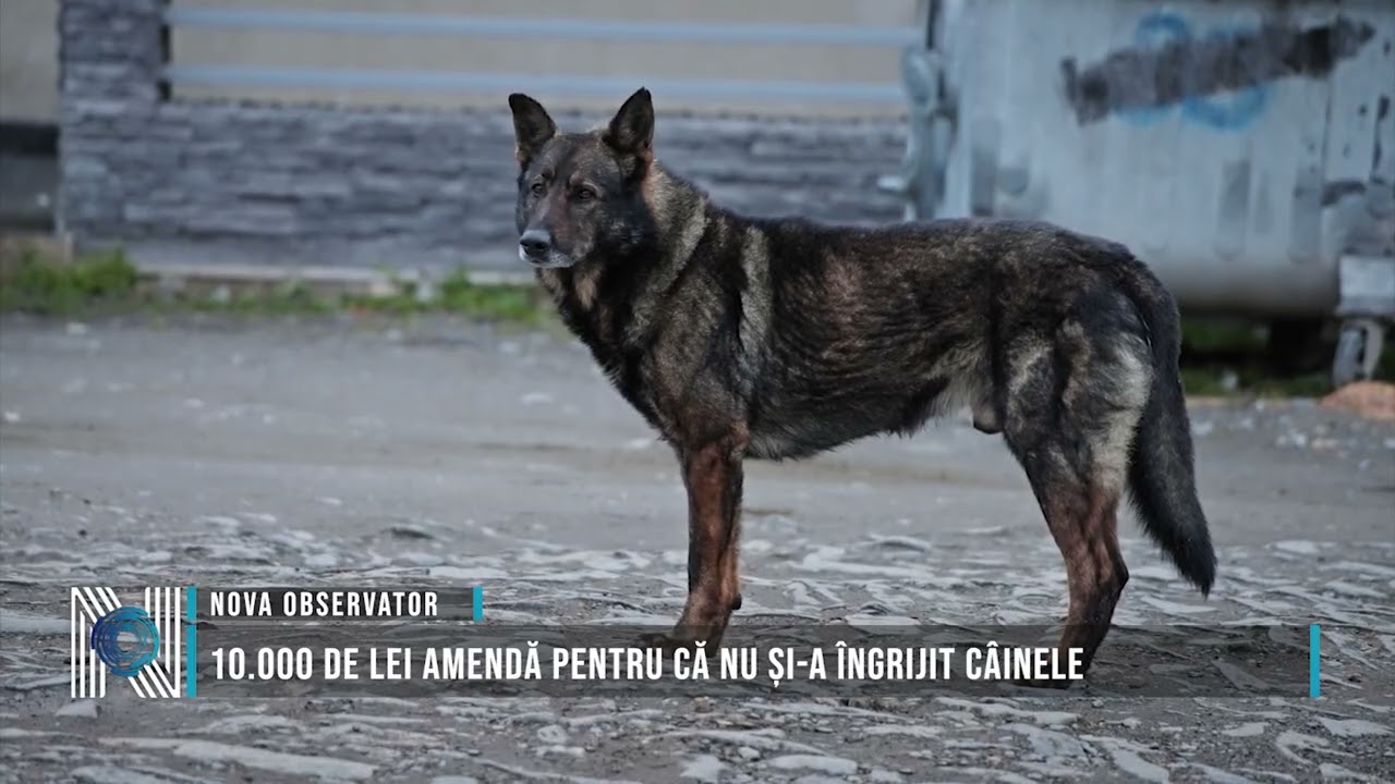 10.000 de lei amendă pentru că nu și-a îngrijit câinele