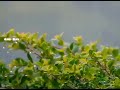 Malayalam Whatsapp Status Madhu Pole Peytha Mazhaye Dear Comrade Rain Love