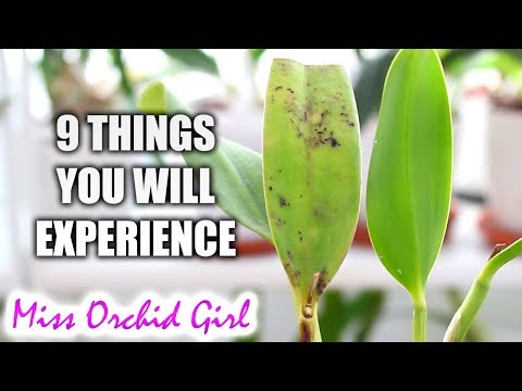 9 things you will definitely experience when growing Orchids!