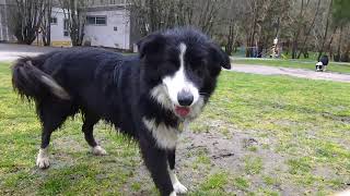 preview picture of video 'Dogs at Halls Gap Lakeside Tourist Park (Grampians) - 25.07.2014'