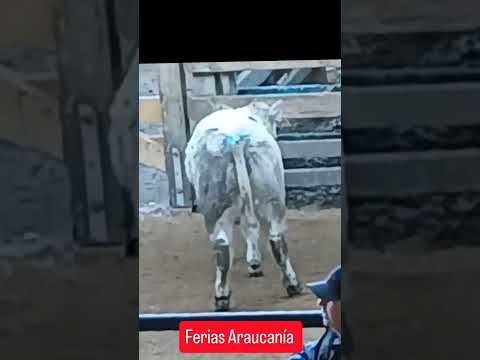Ternero Extra Rompe limites en Araucanía - Freire 26/03/26 #aprocarne