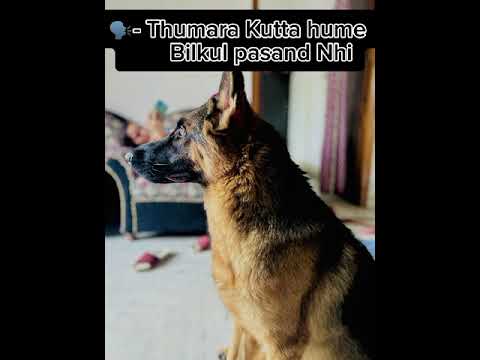 tumhara kutta hme bilkul bhi pasand nahi | pankaj tripathi viral reel | #doglover #pankajtripathi