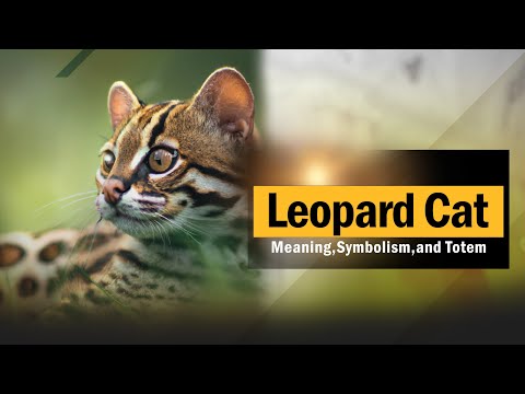 Leopard Cat Spiritual Meaning, Symbolism, and Totem