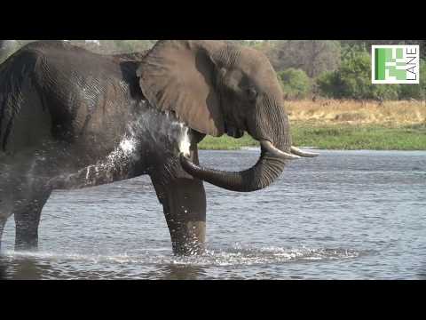 Cracking the code of the elephant skin