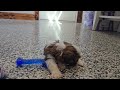 Mixed Breed dogs for sale: Denver - Video 1
