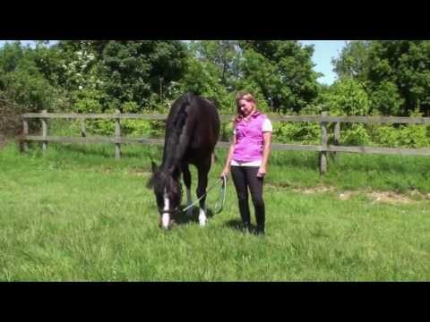 Sommer-Auktion 2013 - Im Portrait: Leonidas