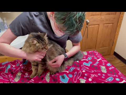 How To Brush Long Hair Cats - Brushing Out Mats