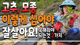 고추 모종 심는법 고추심는시기 뿌리 잘 내리게 하는법 2가지