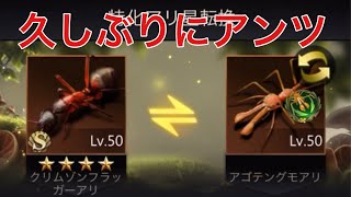 【ザアンツThe Ants】特化アリ星転換