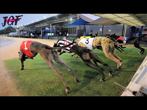 Australian racing greyhounds  - Dog race
