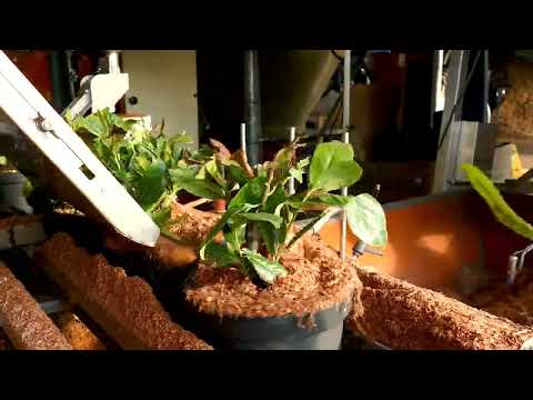 Containerteelt Elst-Bevers B.V. ~ Winter 2021