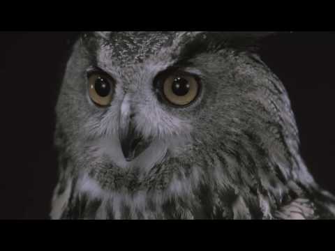 Buddy Complex: Kanketsu-hen - Ano Sora ni Kaeru Mirai de Ano Sora ni Kaeru Mirai de ChouCho