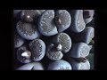 Jane Evans -- Lithops in Cultivation