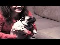 AFV Best Animal Videos Of Season 16 17