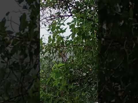 Aquela Chuvinha ☔⛈️ Maravilhosa Em Barbosa Ferraz PR