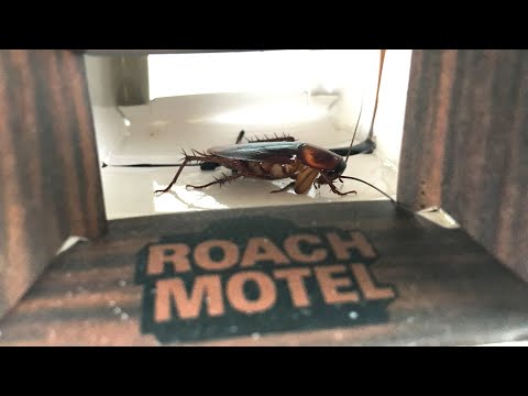I didn't think I had a roach problem.... Roach Motel Trap for Scorpions, Spiders & Cockroaches