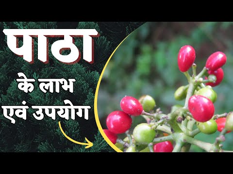 Patha Extract Powder