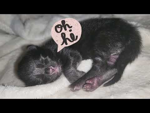 My newborn kitten is dying 😭. 3-5-day old kittens