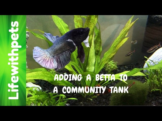How to add a Betta Fish to a Community Tank.