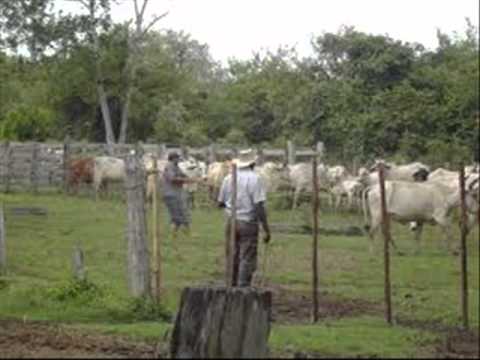 El peon y el caporal - jose maluenga.wmv