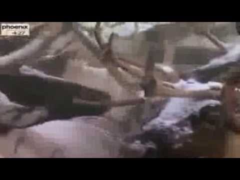 Sibiriens wilde Seele - Aufbruch ins russische Eis - Teil 4