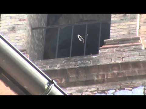 Campane di S.Emiliano in Trevi