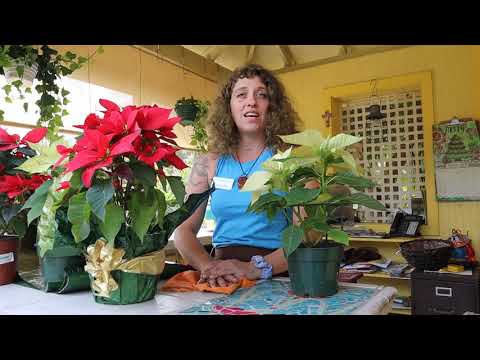 Caring for Poinsettias - Indoors and Out