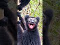 Monkey Monyet Kera Luku