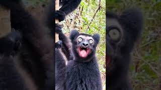 Download lagu @monkey #monyet kera luku mp3