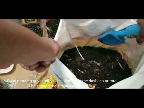 🍠How I grow my own organic veggies & herbs in Canada  day 2 + balcony gardening planting dasheen 🍠🥔