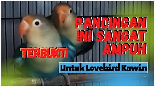 Download lagu PANCINGAN SUARA LOVEBIRD KAWIN 100% AMPUH AGAR CEPAT BIRAHI mp3 Download lagu PANCINGAN SUARA LOVEBIRD KAWIN 100% AMPUH AGAR CEPAT BIRAHI mp3