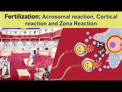 Fertilization part2: Acrosomal reaction, Cortical reaction and Zona Reaction