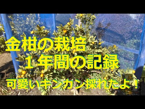 果物の種からキンカンを育てる方法は?  庭園