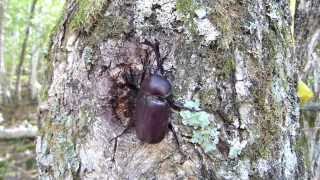 カブトムシ,10月でもいた。