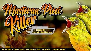 Download lagu MASTERAN PLECI KILLER DISERTAI TERAPI AIR MENGALIR DAN CALL PLECI BETINA #masteranpleci #plecimania mp3