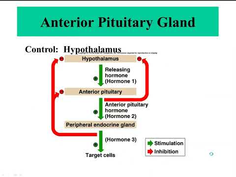 The Endocrine System, Part 3
