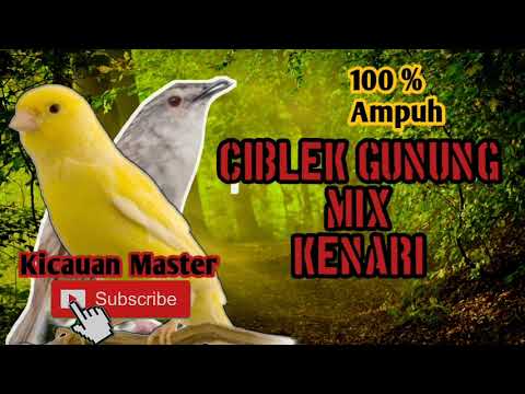 download lagu mp3 mp4 Burung Masteran Untuk Ciblek Gunung, download lagu Burung Masteran Untuk Ciblek Gunung gratis, unduh video klip Burung Masteran Untuk Ciblek Gunung