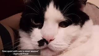 Download lagu Our cat, Muning, chilling mp3 Download lagu Our cat, Muning, chilling mp3